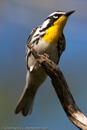 Warbler - 